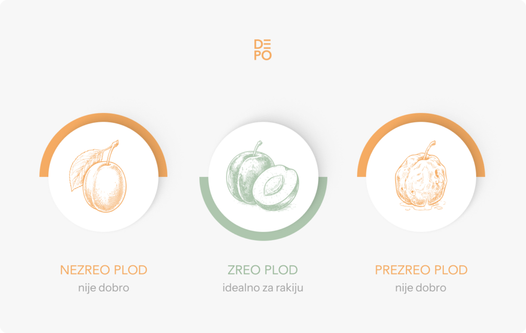 Uporedni prikaz nezrelog, zrelog i prezrelog ploda šljive za rakiju